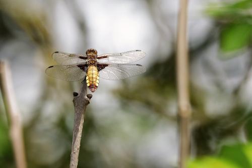 Libellula depressa